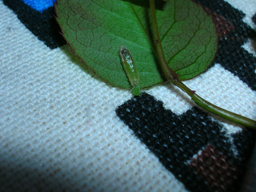 Larva cacciatrice di Episyrphus balteatus